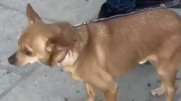 Cámara de Diputados en Oaxaca discuten reforma para castigar el abandono y maltrato de perros