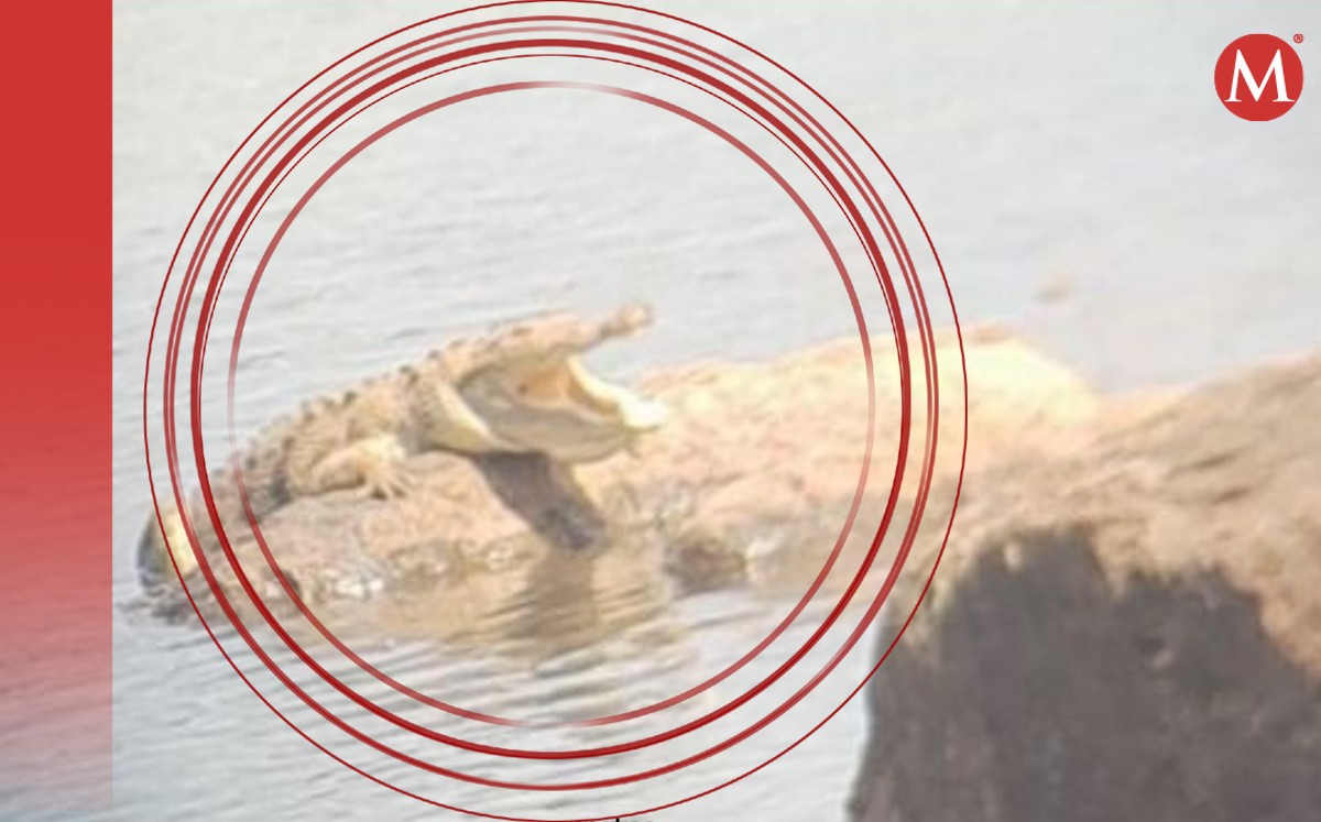 Cocodrilo se pasea libre en León | Cortesía