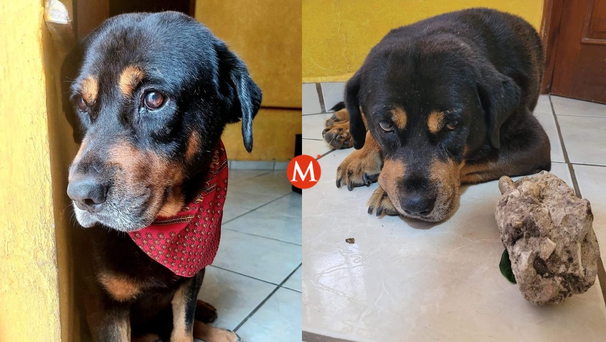 Cuache, un pequeño gran guerrero. (Cortesía)