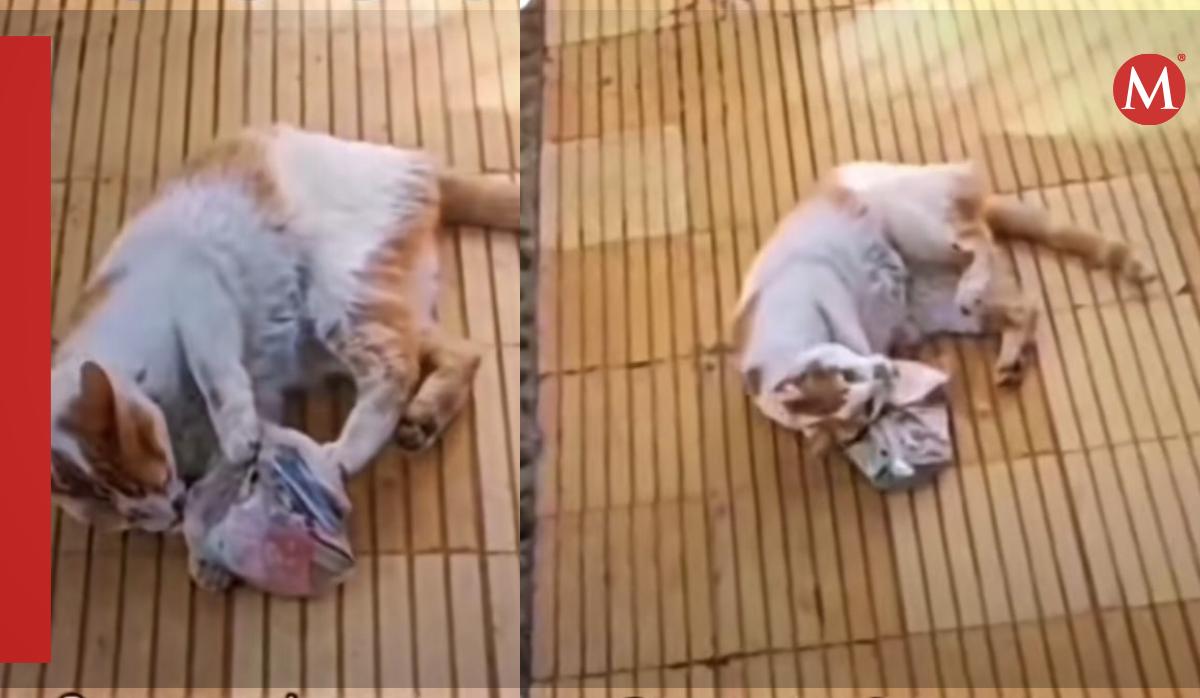 Gatito jugando con bolsa de billetes