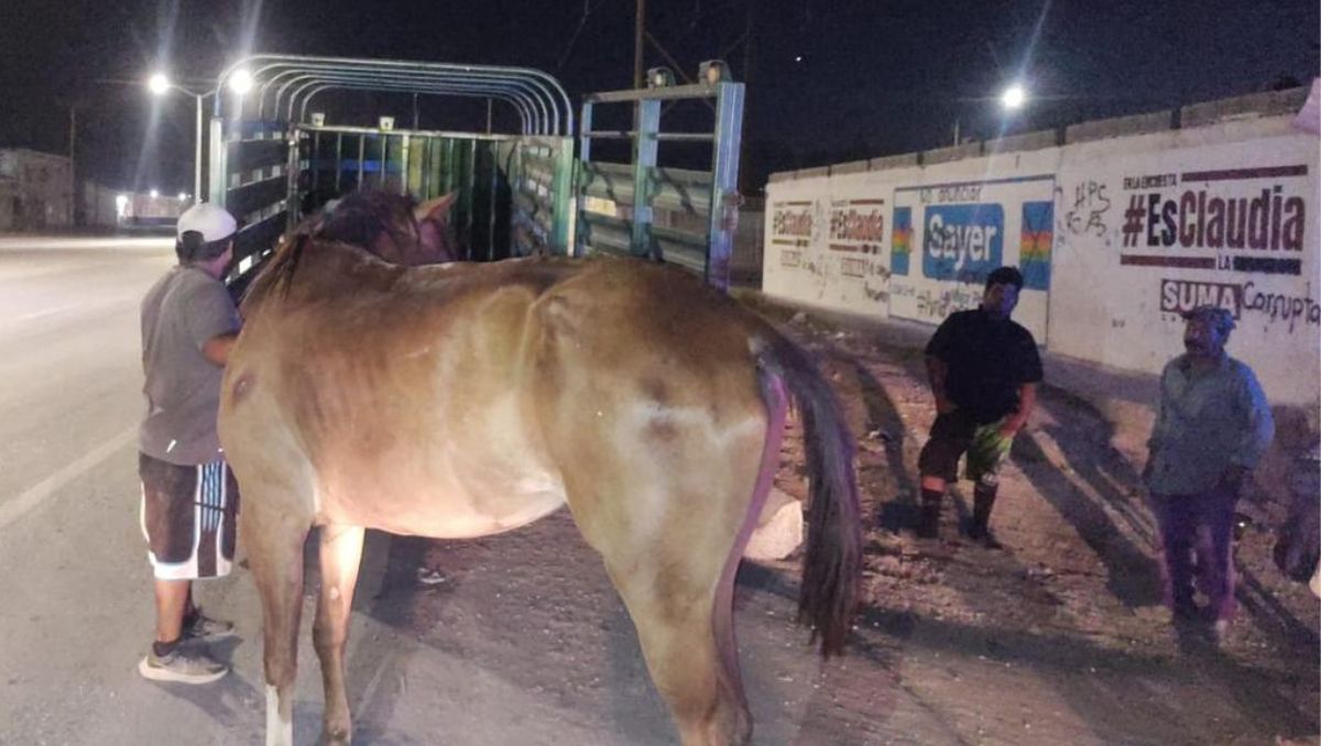 Fue la noche de este viernes, cuando por órdenes del alcalde Román Alberto Cepeda, lograron el aseguramiento de la yegua que había sido agredida.