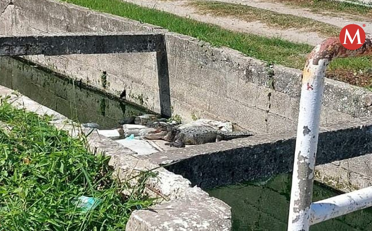 Reportan que cocodrilos se comen a mascotas en Ciudad Madero