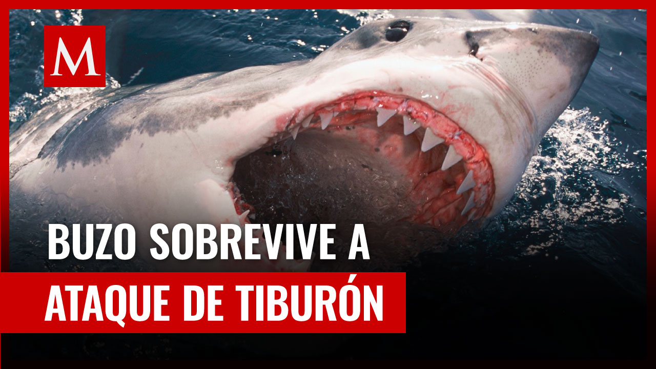 Tiburón blanco casi 'decapita' a un buzo durante encuentro que fue grabado por una GoPro