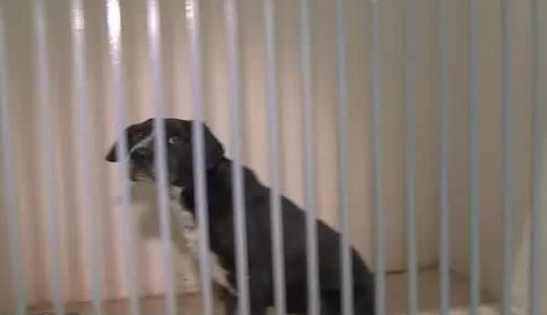 Se abre nueva clínica de perros y gatos en Milpa Alta, CdMx