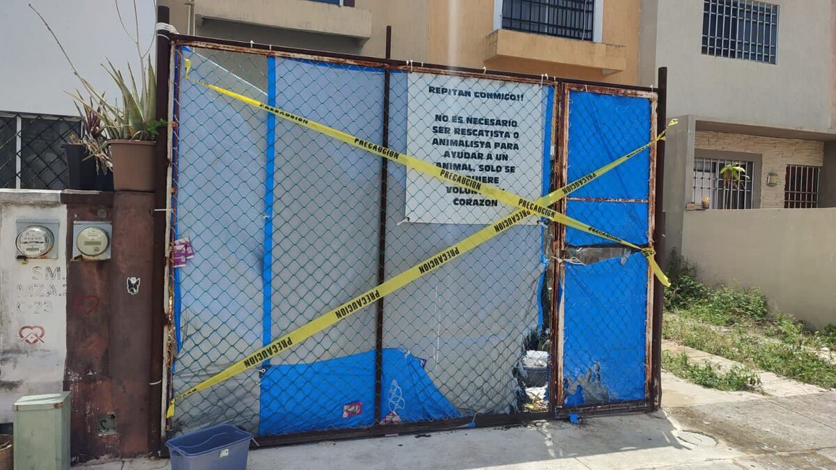 Encuentran en domicilio de Cancún a 23 perros muertos. | Especial