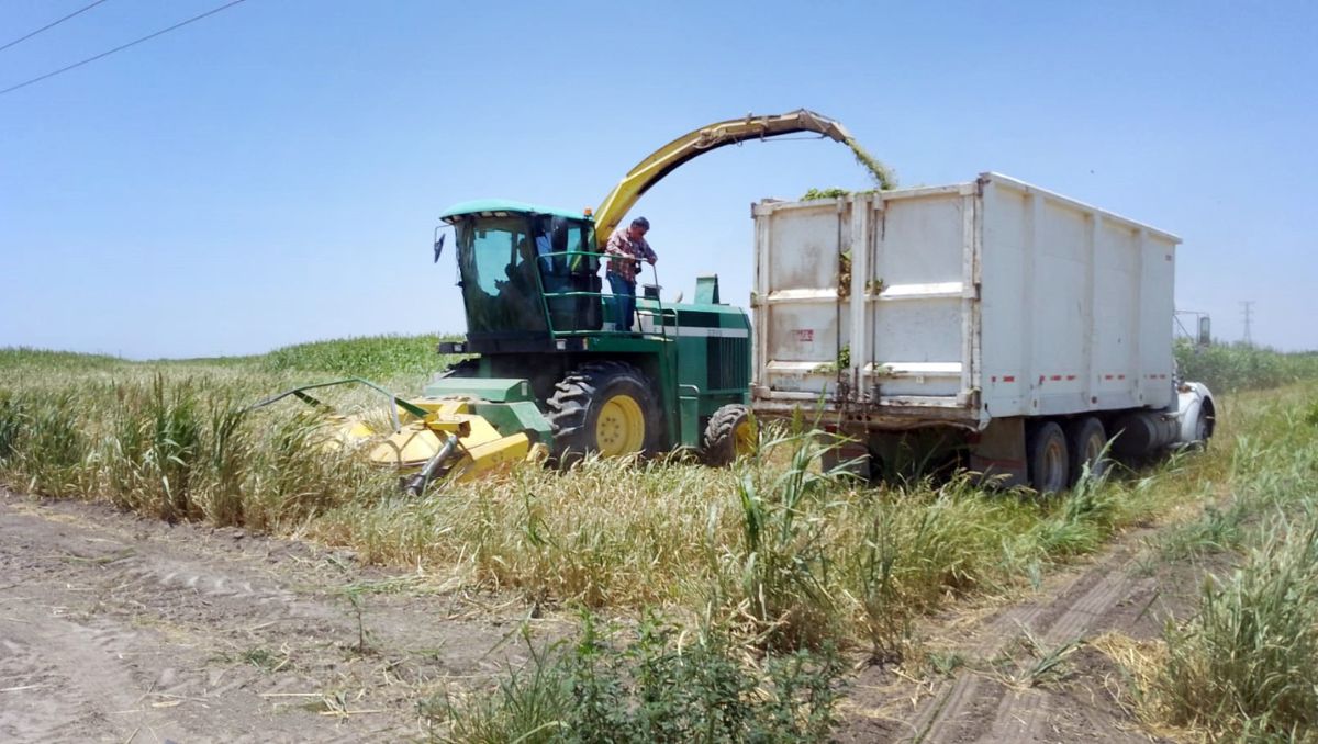 Productores de sorgo forrajero. | Roberto Amaya