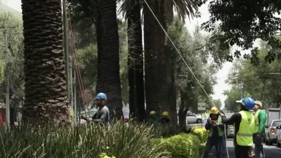 Retiran 155 palmeras enfermas por riesgo de caída en alcandía Benito Juárez, CdMx