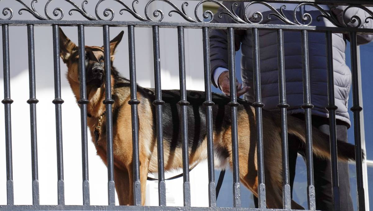 Commander, el perro de Joe Biden, es un pastor alemán. (AP).
