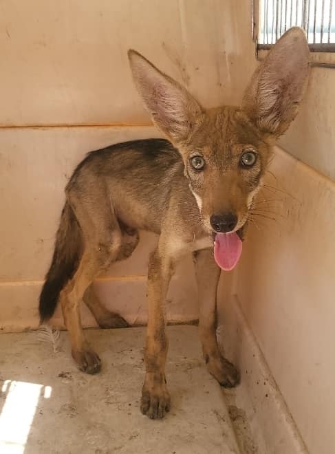 Cría de coyote rescatado en Sonora.