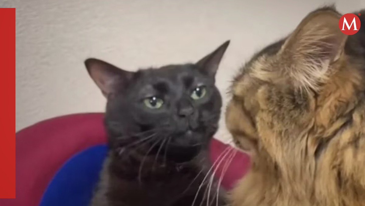 Descubre el origen del Gatito Negro 'Disociado' que se Volvió VIRAL en TikTok
