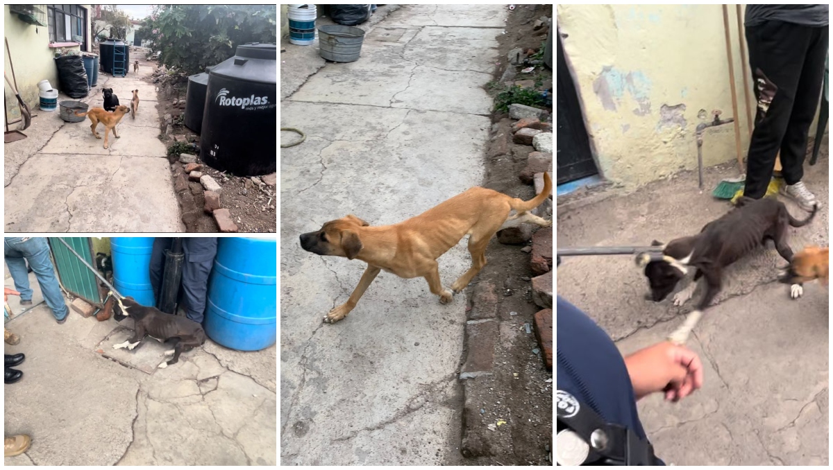 Los perros se encontraban en condiciones insalubres. | FGJEM