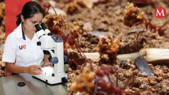 Descubren especies de hormigas que se alimentan de cadáveres
