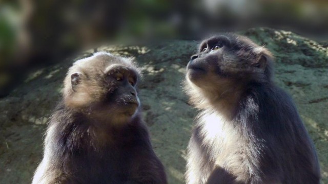 Pareja de macacos de Tonkeana llegan al Centro de Conservación de la Fauna Silvestre de Chapultepec / SEDEMA