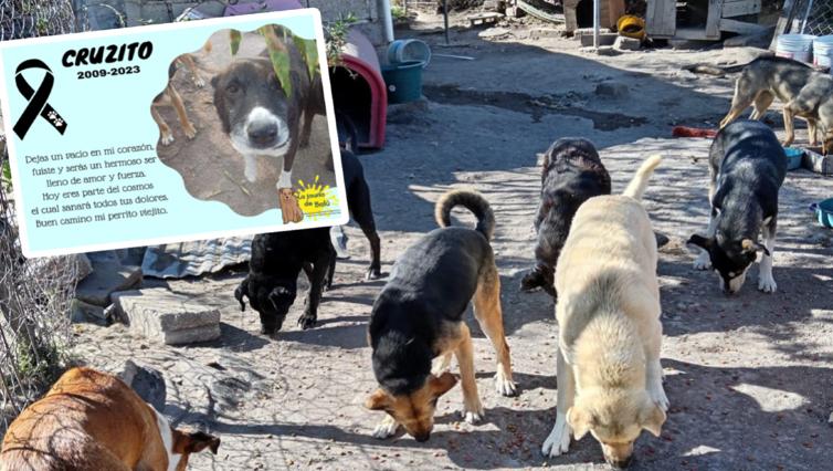 Albergue para perritos rescatados en Mineral de la Reforma fue allanado.