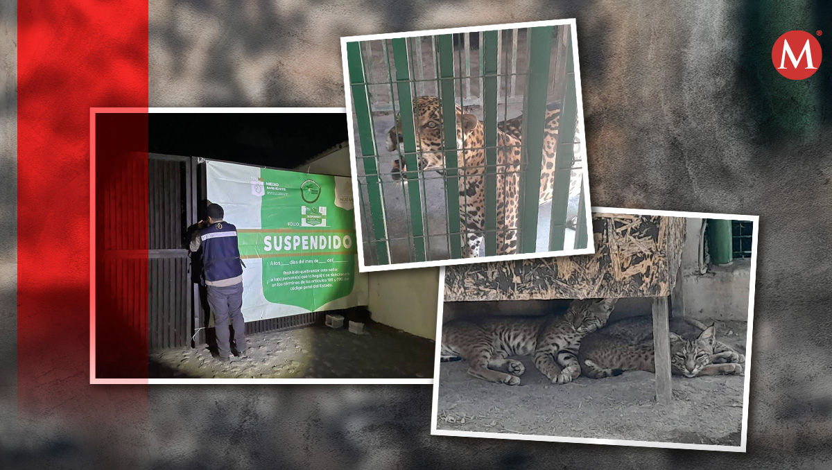 En el sitio se localizó un jaguar, jabalíes, cabras y otras especies. Especial