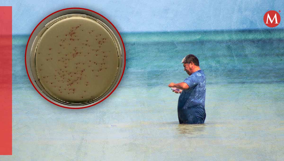 Se encontró que hay playas con mayor concentración de Enterococcus faecalis. | Cofepris y Semarnat