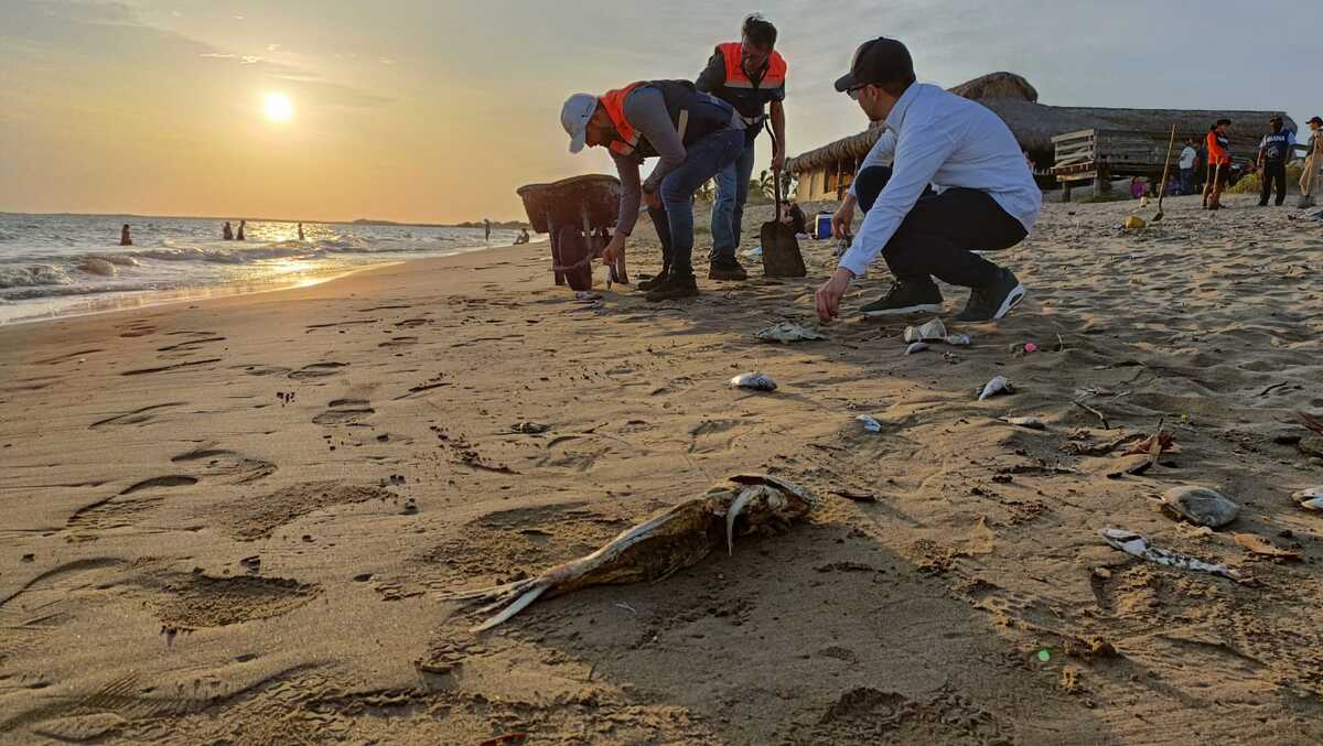 Muerte masiva de peces en Playa El Maviri, Sinaloa.