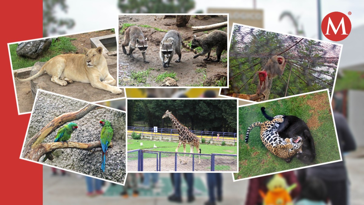 Zoológico del Altiplano de Tlaxcala | Melanie Torres