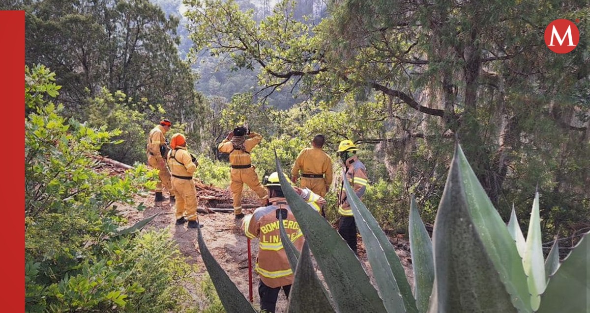 Brigadas del ámbito federal y local trabajan en la sofocación. Foto: Especial