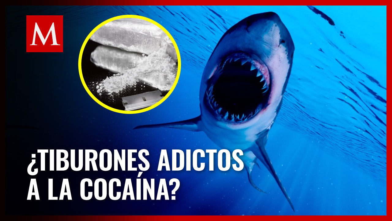 Estudio revelador indica que tiburones podrían ser adictos a la cocaína