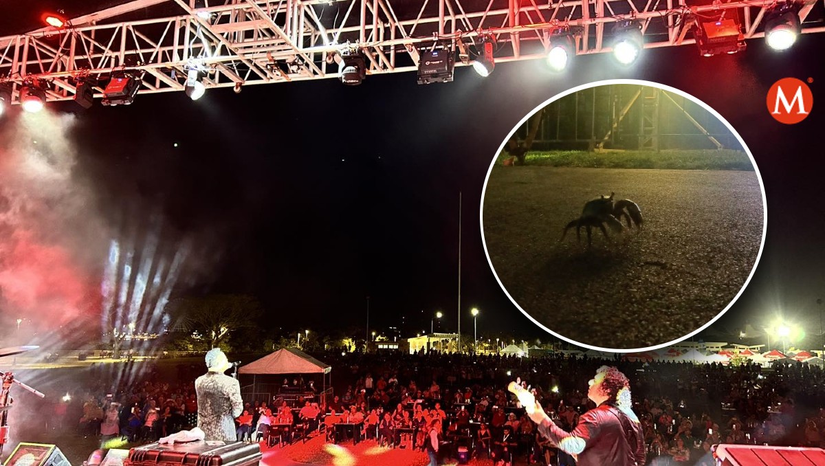 Graban a jaiba en festival en Tampico. (Especial)