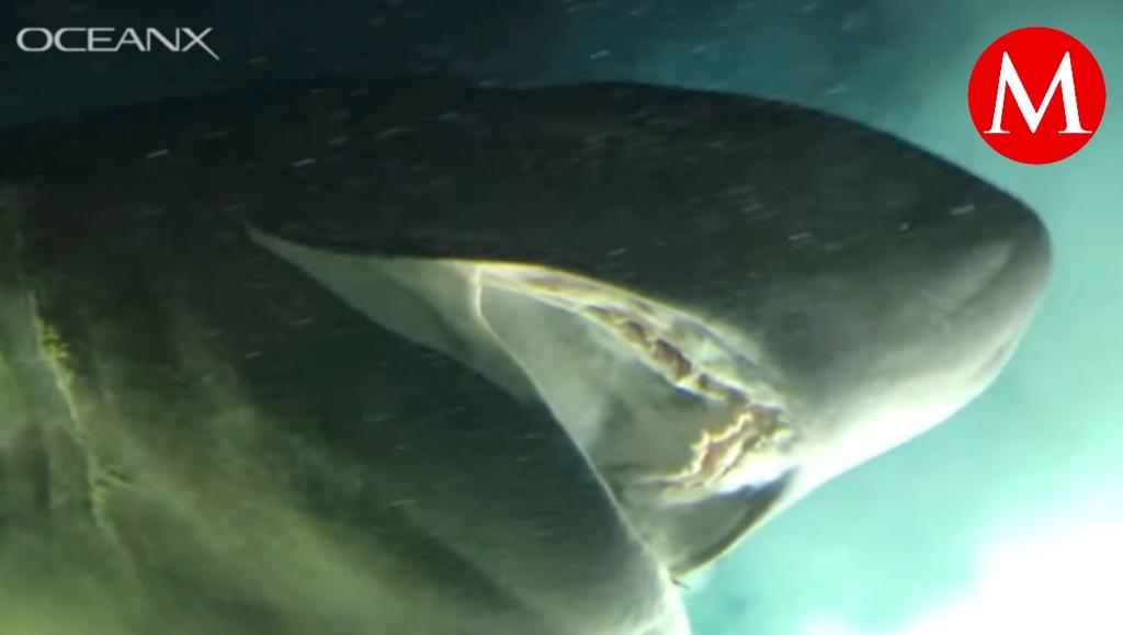 Impactantes imágenes de tiburón prehistórico nadando a 3 mil metros de profundidad. | Ocean X