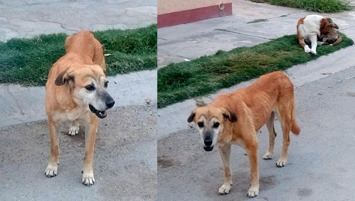 Perritos de la colonia Villas Zaragoza de Torreón. | Especial