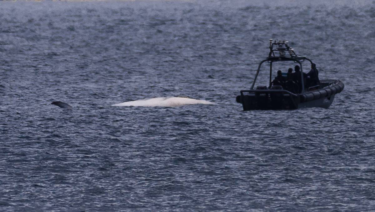 La ballena fue encontrada en Sai Kung, Hong Kong. (AP).