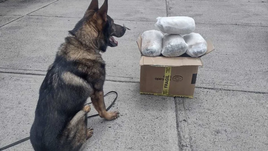 Binomios caninos de la Guardia Nacional destacan en decomisos de droga en Veracruz