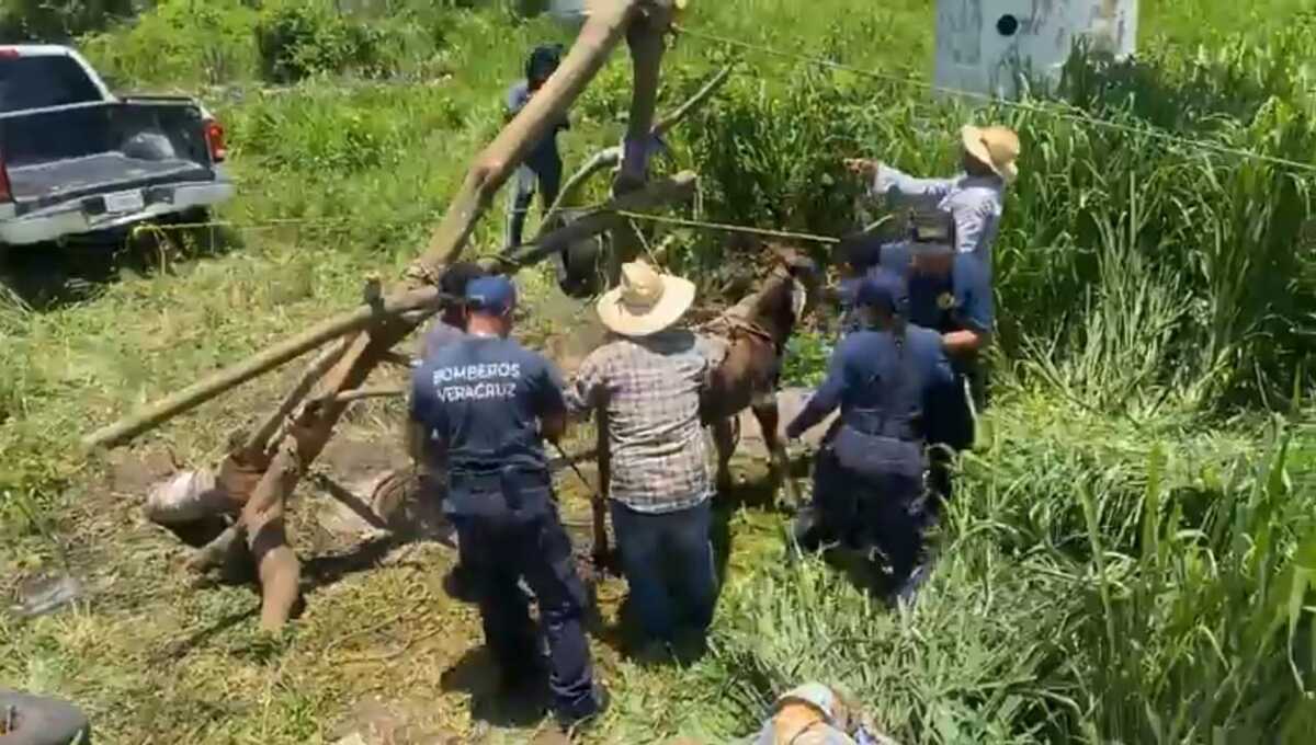 bomberos rescatan a becerro que cayo a un registro en el estado de veracruz