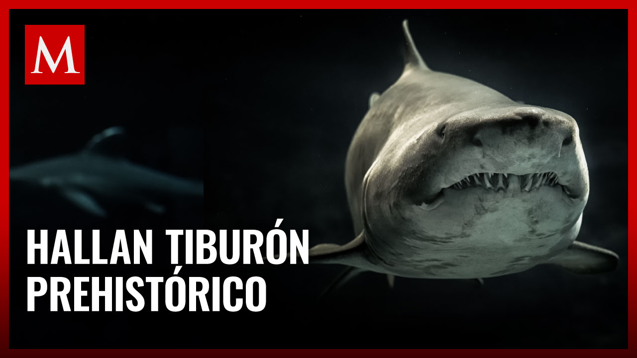 Captan impactante avistamiento: ¿Un tiburón prehistórico en el océano?