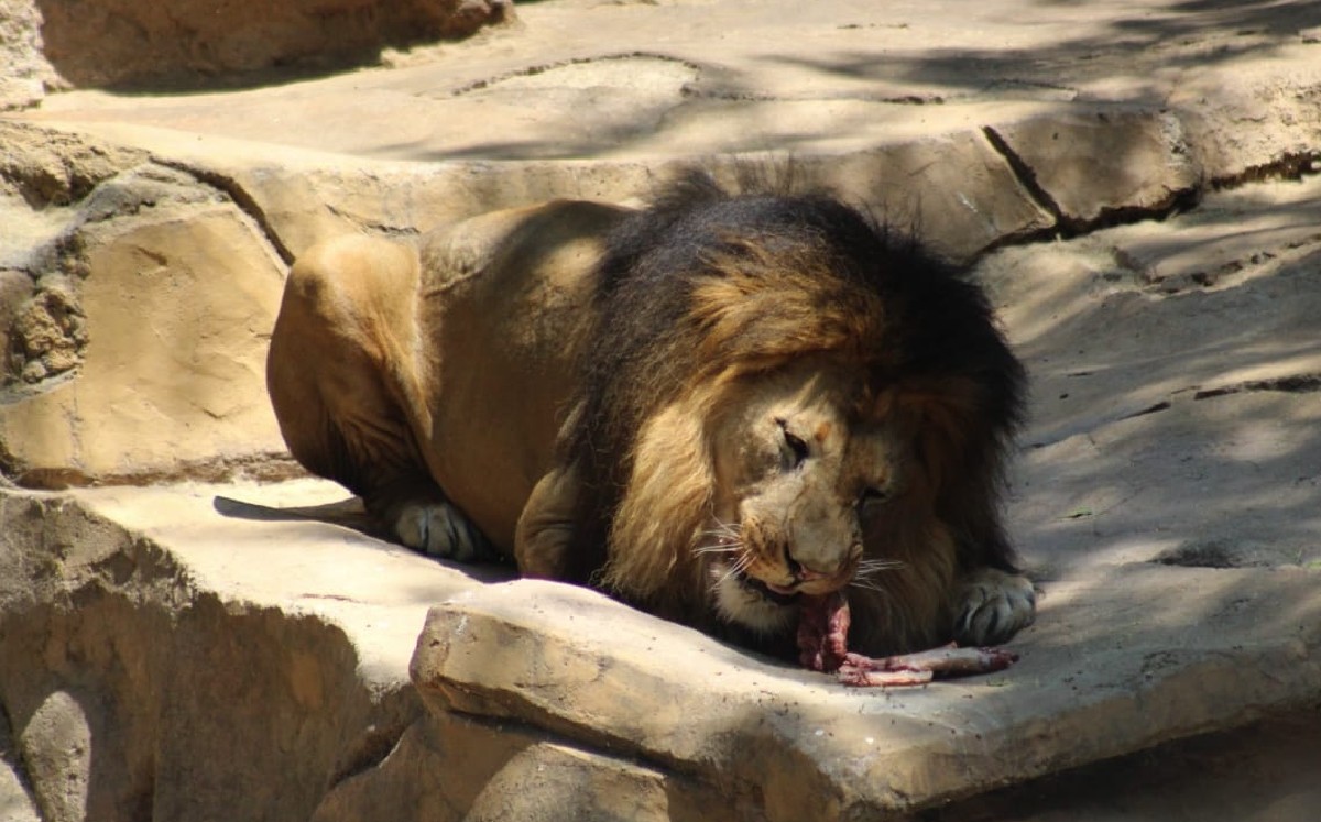 Cortesía | Invierte el Zooleón 1 MDP mensuales en alimento para los animales