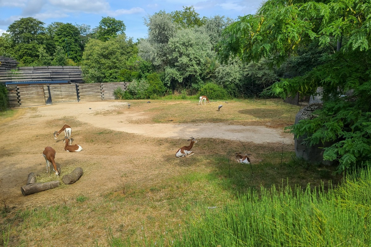 La Gacelas de Mhorr, una especie extinta en la naturaleza desde 1970, en el zoo de París. (Foto: EFE).