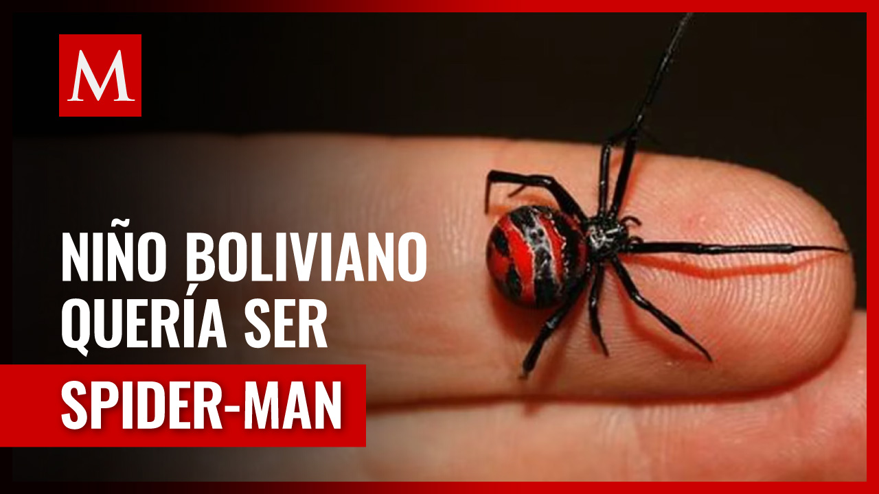 Niño quiere ser Spider-Man y se deja picar por una viuda negra, es hospitalizado