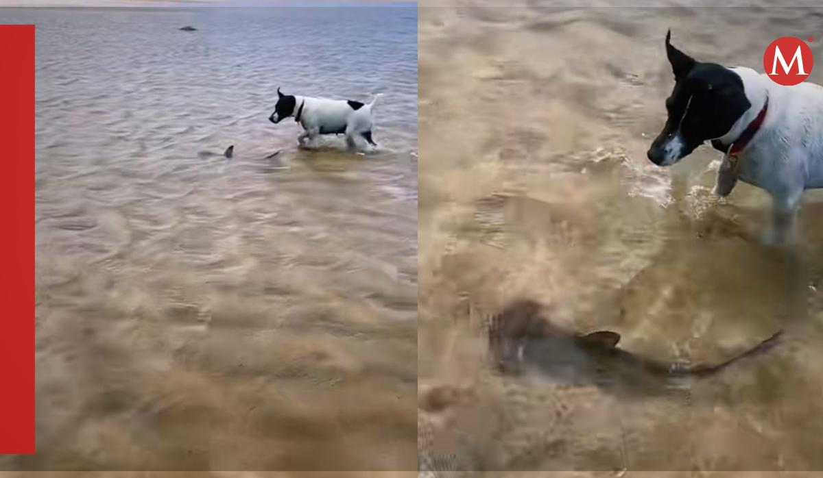 perrita y un tiburón se hacen 'amigos'