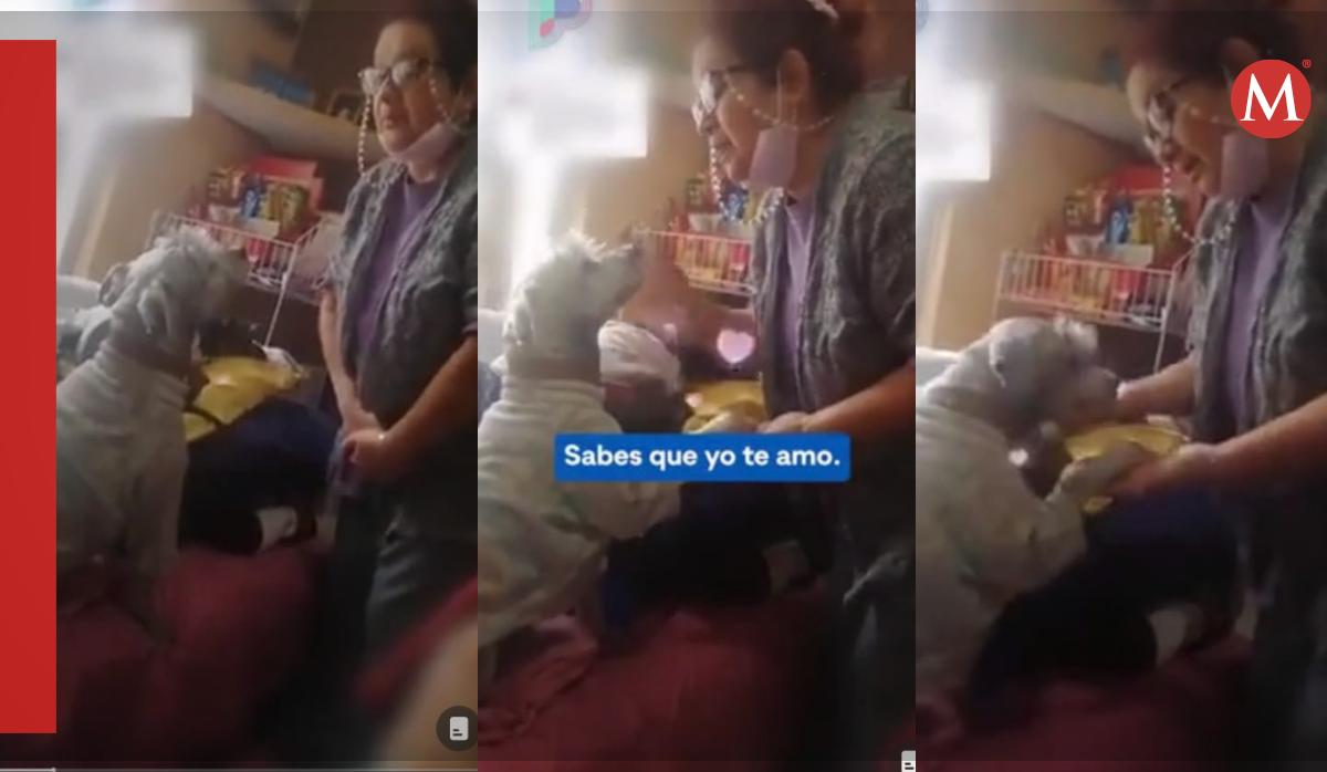 Perrito y su dueña viven tierno momento / TikTok