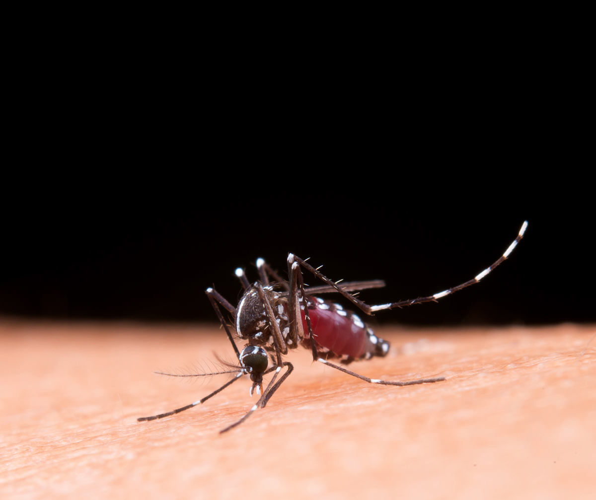 Se registran 83 casos de dengue y lepra en Michoacan. (freepik)