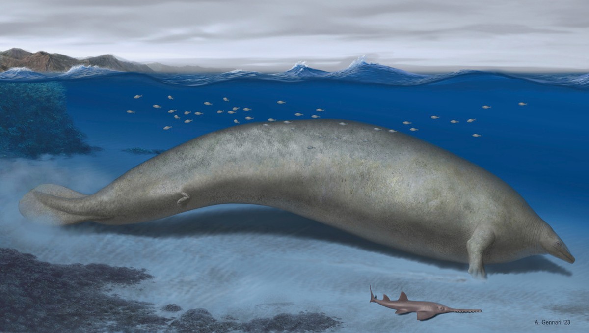 Una ilustración de cómo pudo ser dicha ballena. | AP