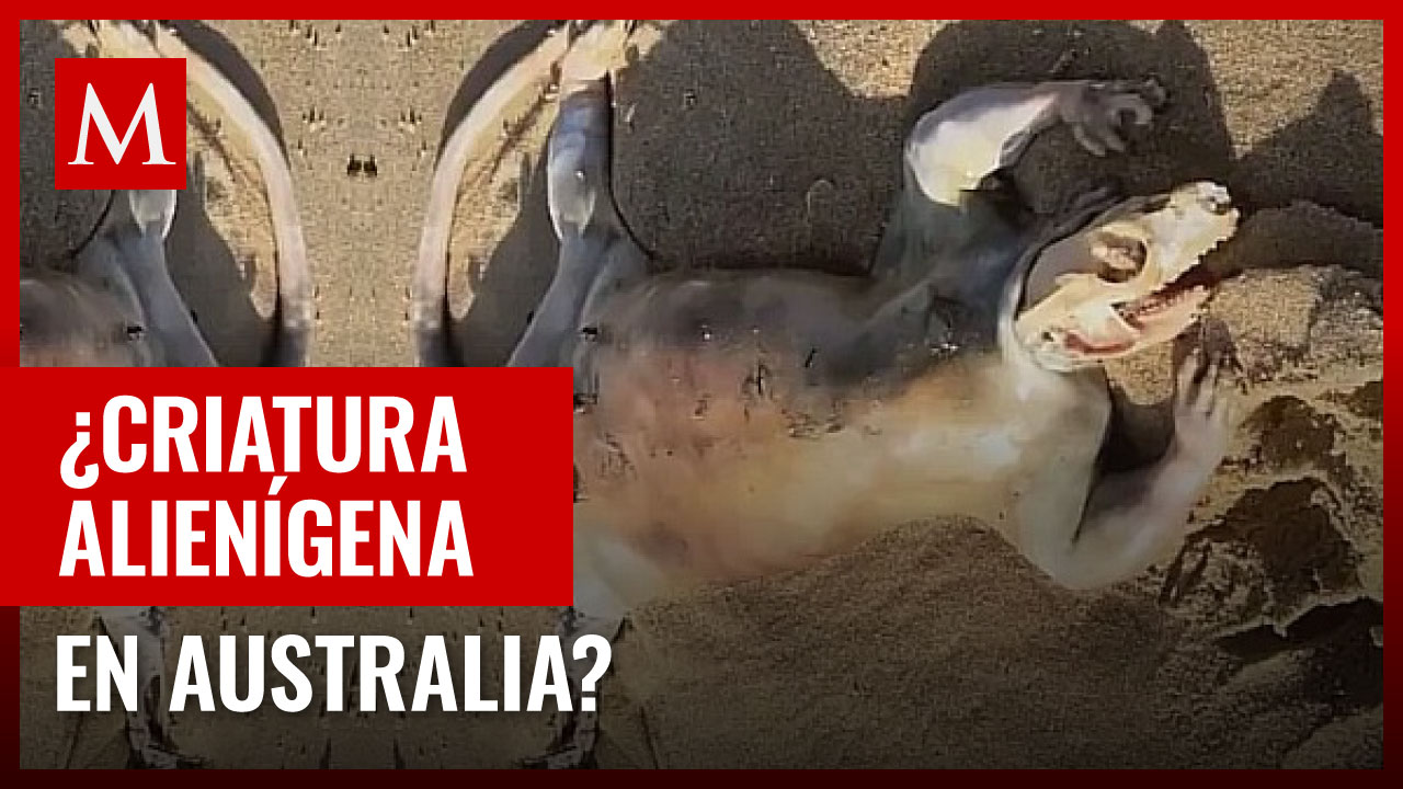 Criatura alienígena encontrada en Australia: El misterio que fascina a todos