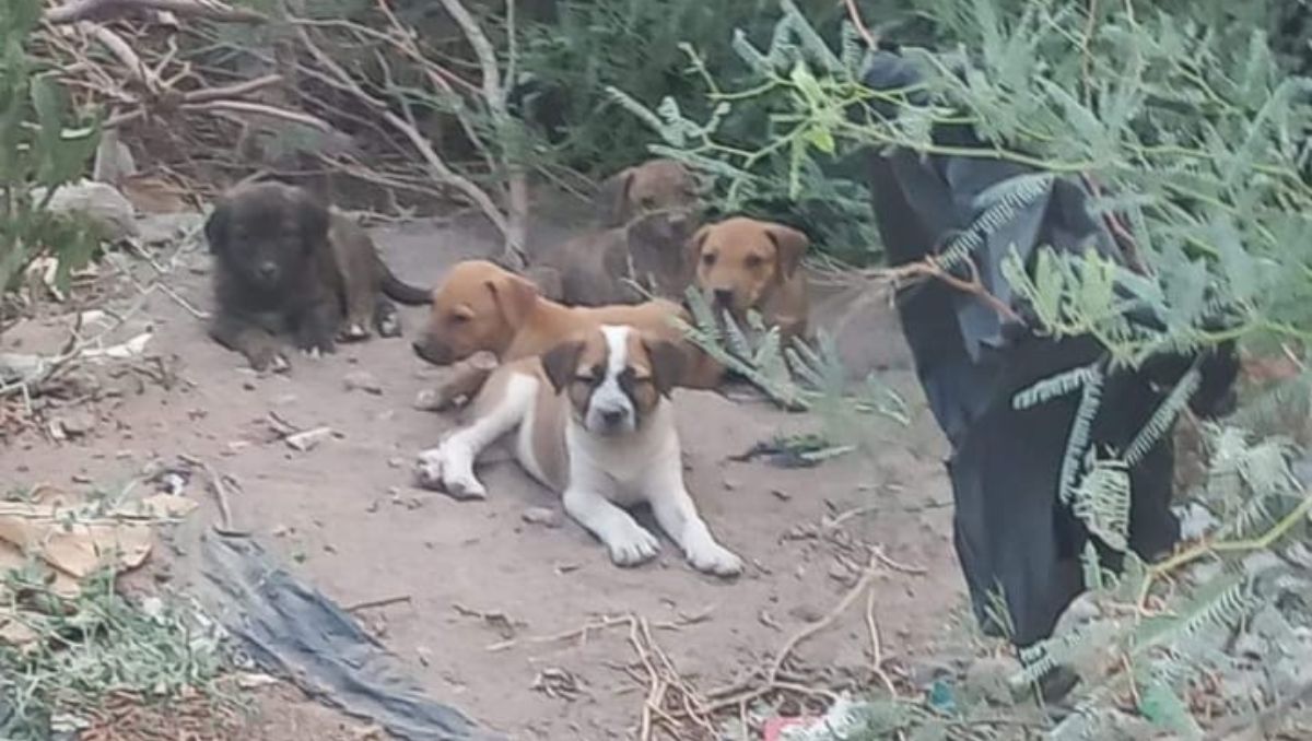 Habitantes de la colonia Los Sauces buscan quién adopte a estos perritos abandonados.
