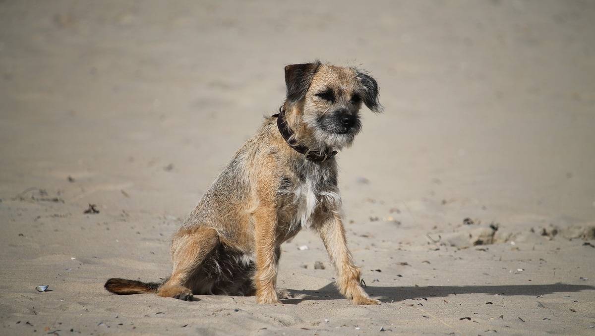 La perrita Lucky es de raza border terrier. (Pixabay).