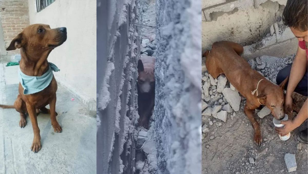 Scooby, perrito rescatado en Gómez Palacio. | Especial