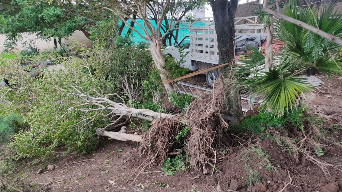 Denuncias tala de árboles en Santa Anita. (Dana Barajas)