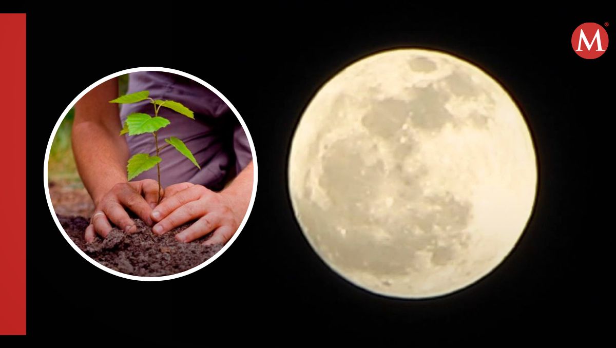 Luna llena mejora producción de árboles