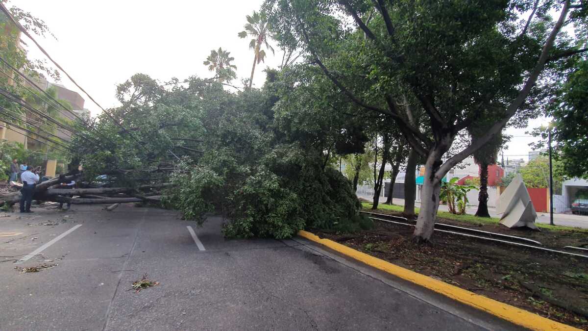 Árboles caídos, inundaciones, dalos en casa y más ha dejado el temporal. (Milenio)