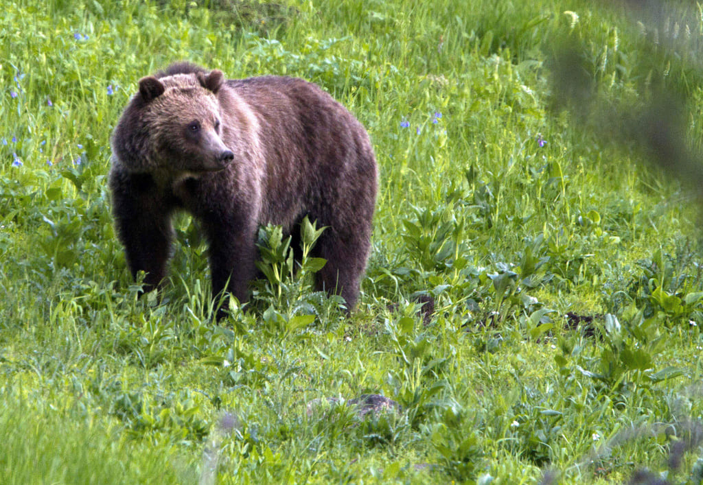 Imagen de referencia | Oso deambulando en el Parque Nacional de Yellowstone. |Wyoming, Estados Unidos | AP