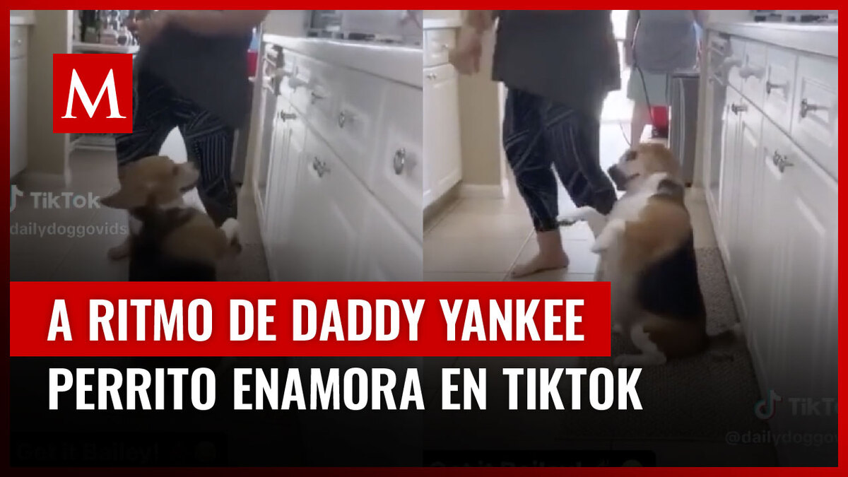 Perrito baila al ritmo de Daddy Yankee y enamora a los usuarios de TikTok