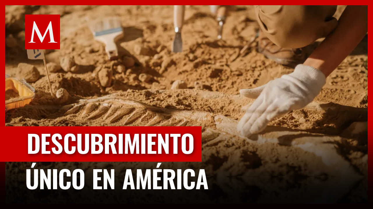 Hallan fósil de más de 8 mil años de antigüedad en el AIFA