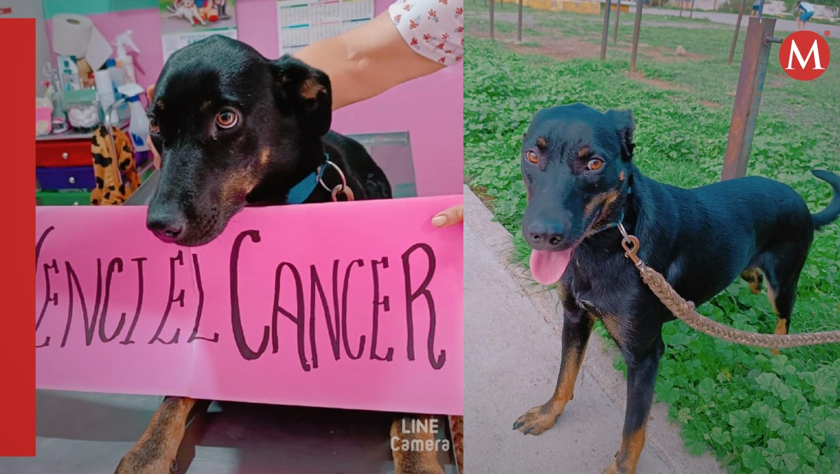 Perrita venció el cáncer | Especial