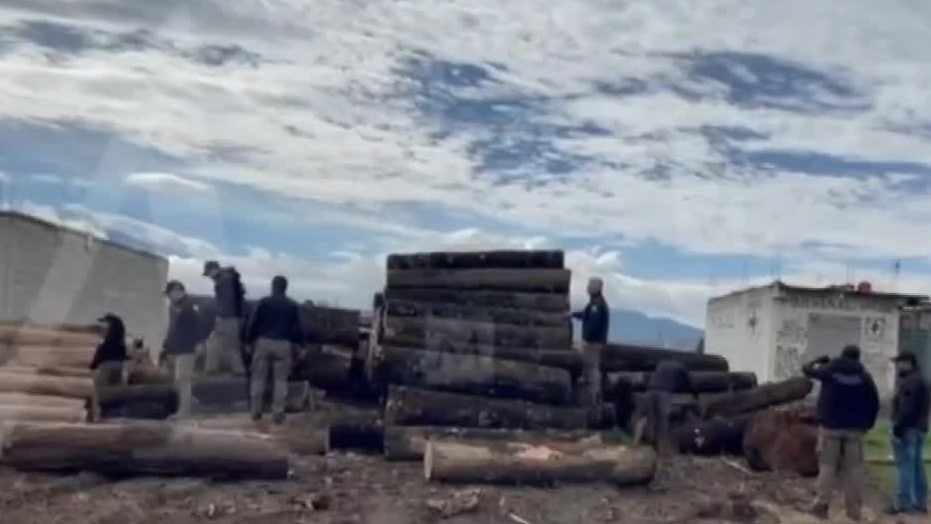 Policías federales aseguran dos aserraderos clandestinos en Edomex
